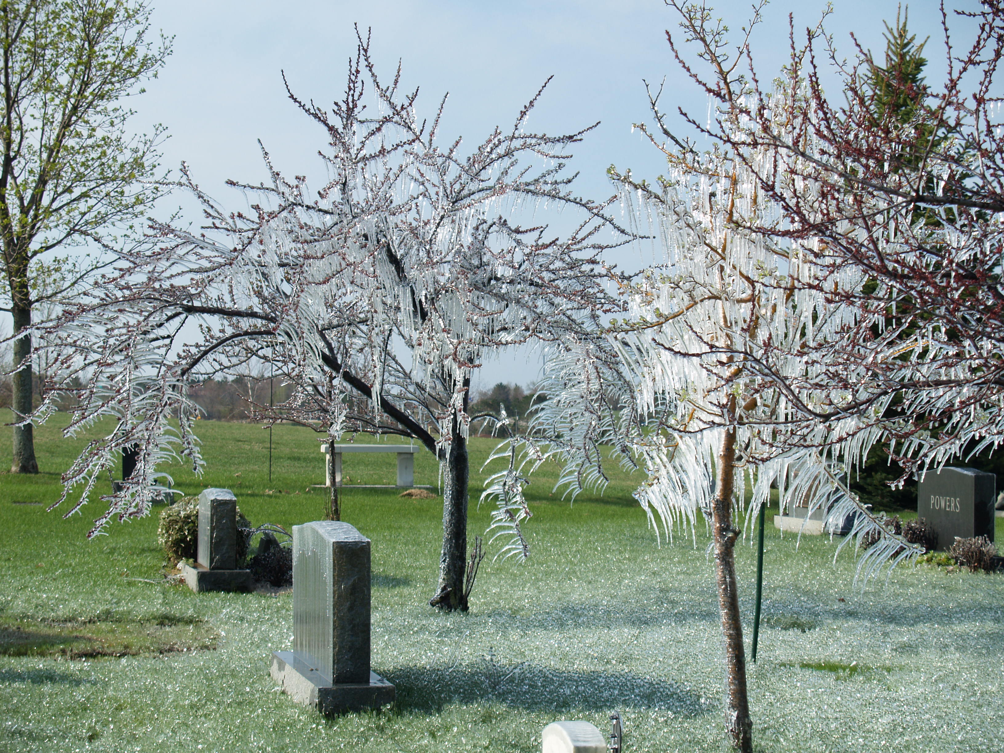 Trees at the Cemetery