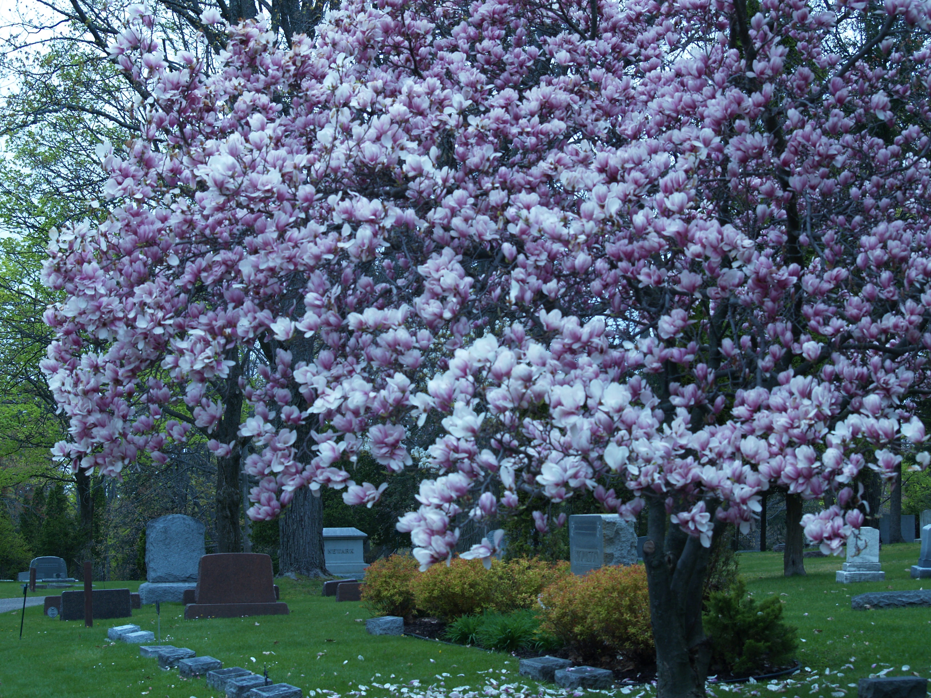 Flowers Blooming in the Cemetery